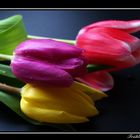 *Tulpen-Trio*