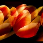 Tulpen - Trio