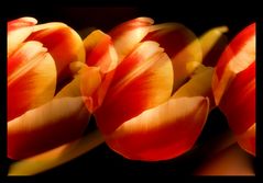 Tulpen - Trio