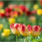 Tulpen - Trio