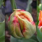 Tulpen-Trio