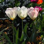 Tulpen Trio