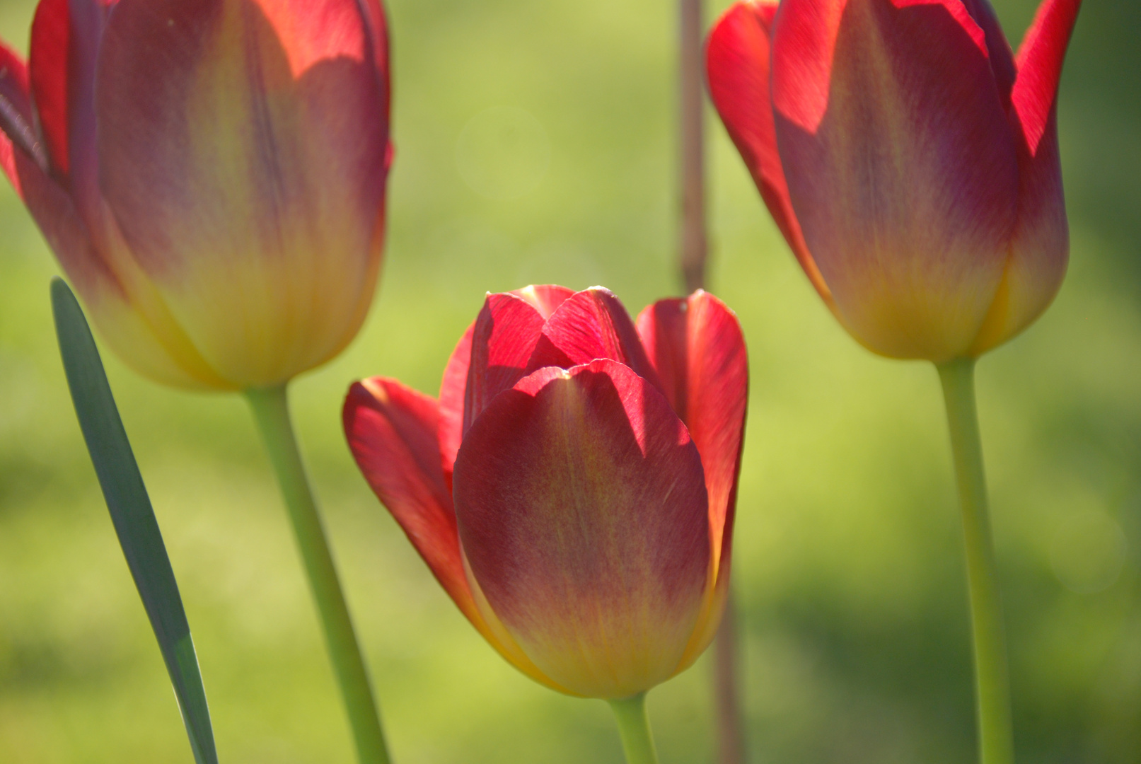 Tulpen - Trio