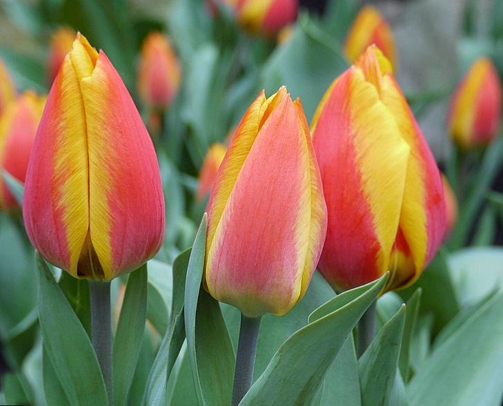 Tulpen-Trio