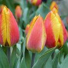 Tulpen-Trio