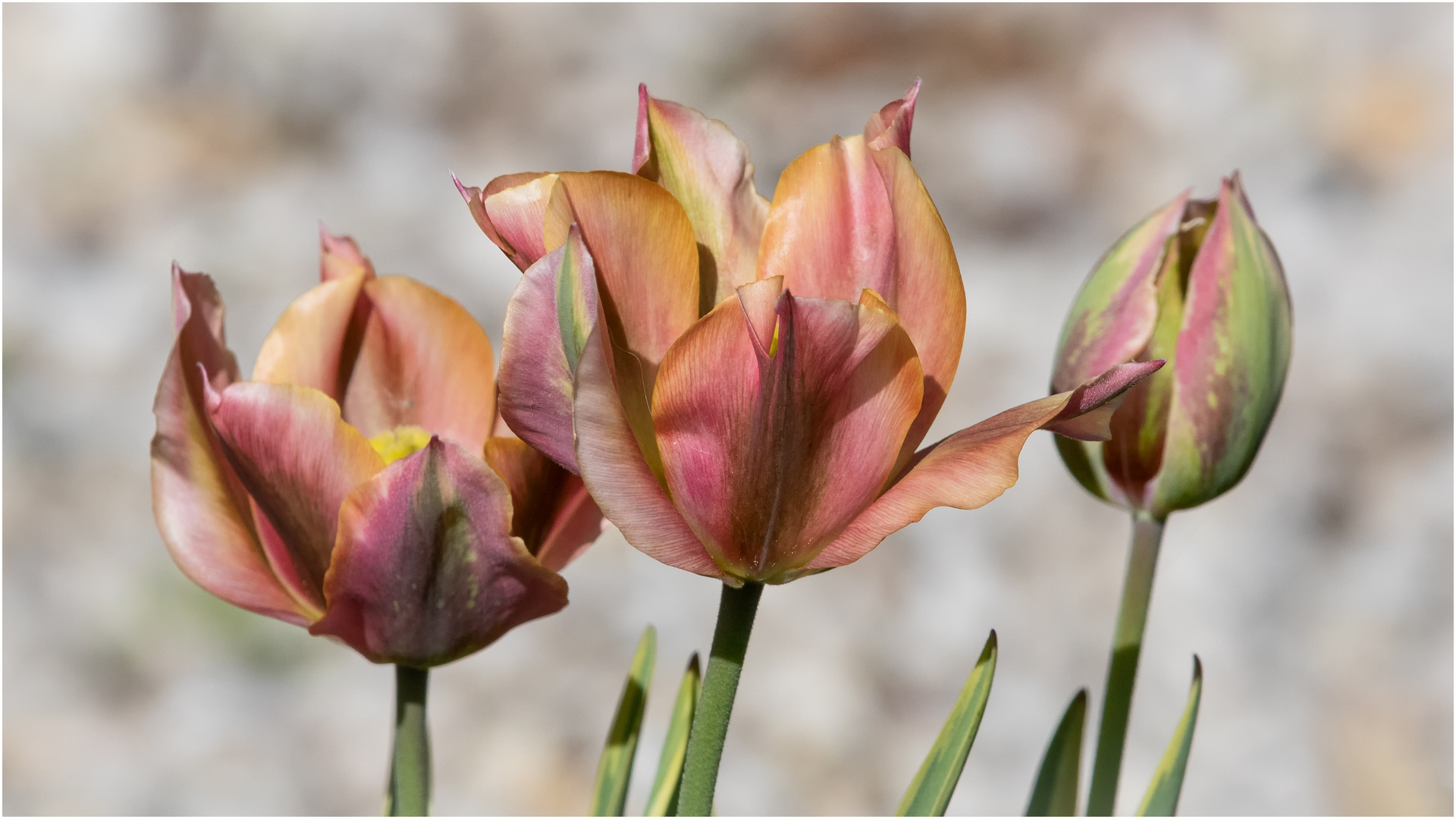 Tulpen - Trio  .....