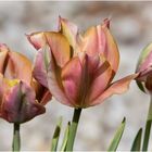 Tulpen - Trio  .....