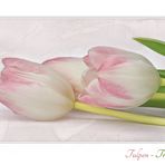 TULPEN-TRIO