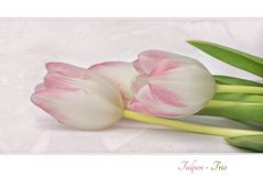 TULPEN-TRIO