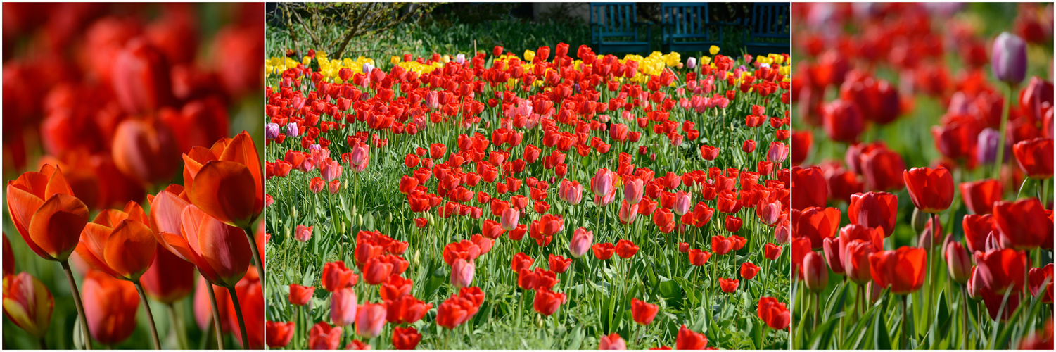 Tulpen triptychon