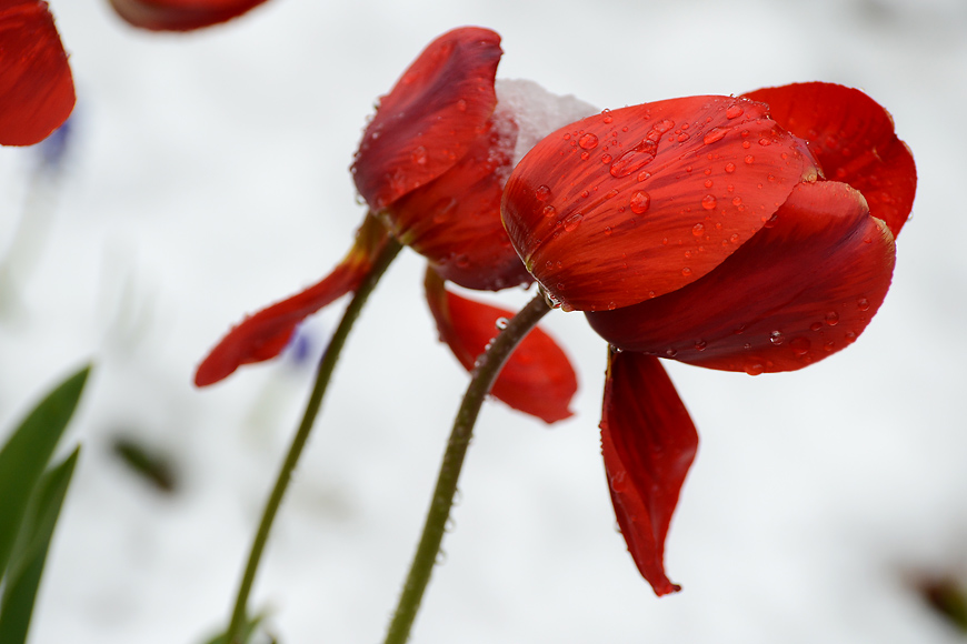 Tulpen trotzem dem späten Schnee