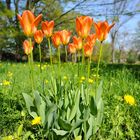 Tulpen (Tulipa)