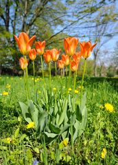 Tulpen (Tulipa)