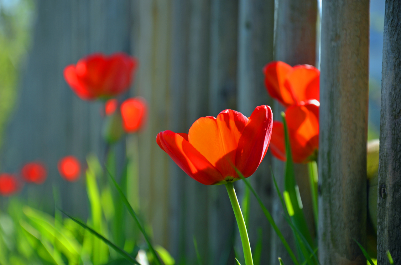 Tulpen (Tulipa)