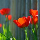 Tulpen (Tulipa)