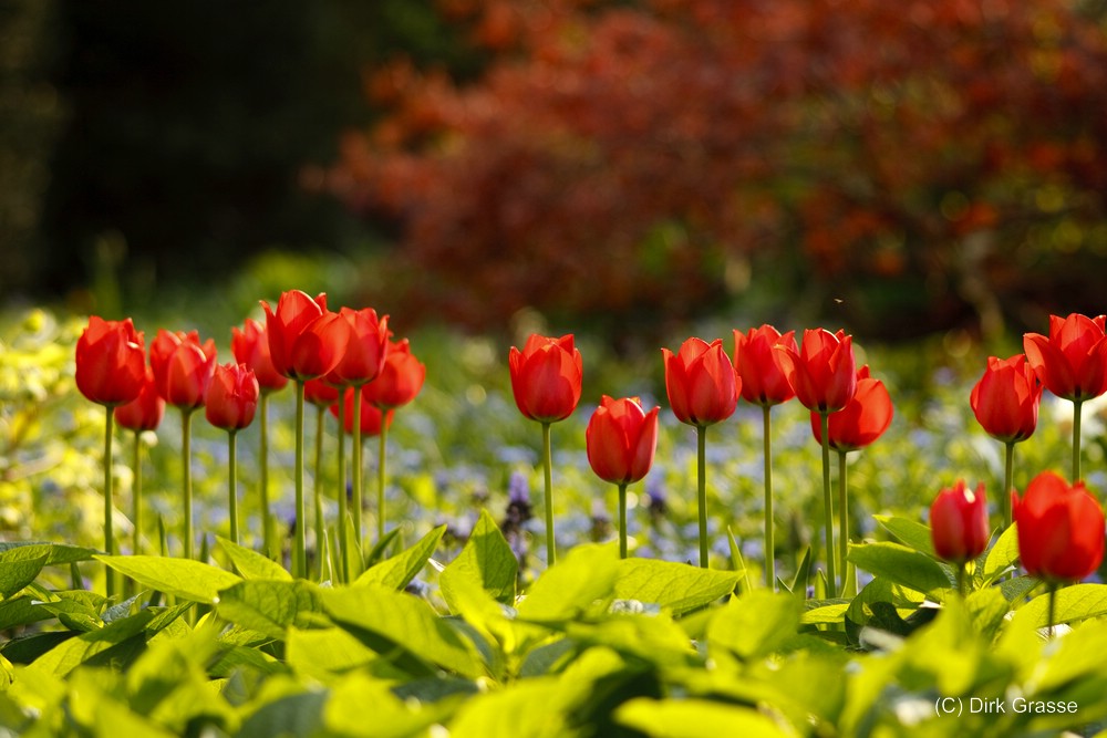 Tulpen - Tulipa