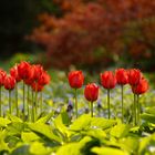 Tulpen - Tulipa