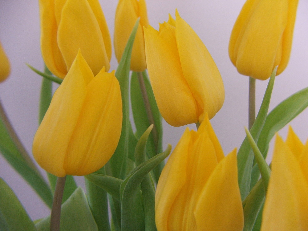 Tulpen - Tulipany