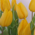 Tulpen - Tulipany