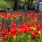 Tulpen - Tulipes