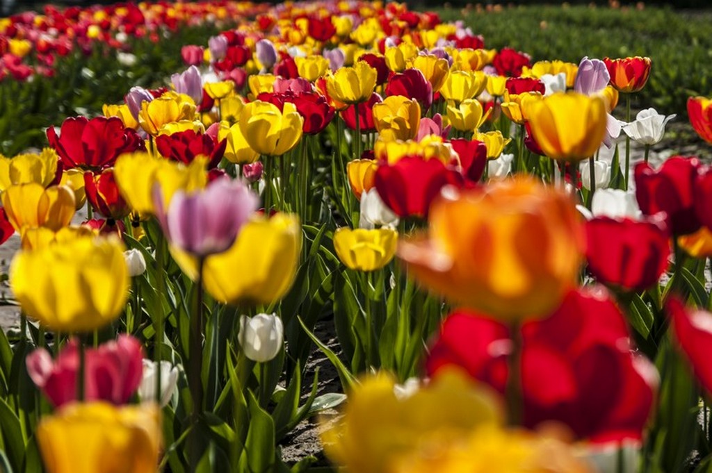 Tulpen / Tulips