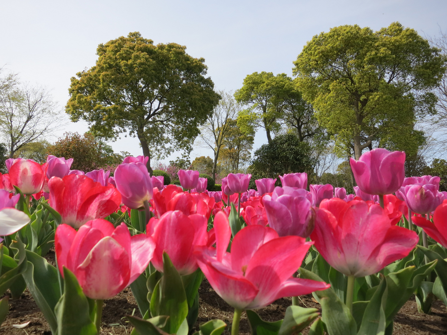 Tulpen, Tulips