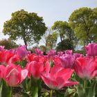 Tulpen, Tulips