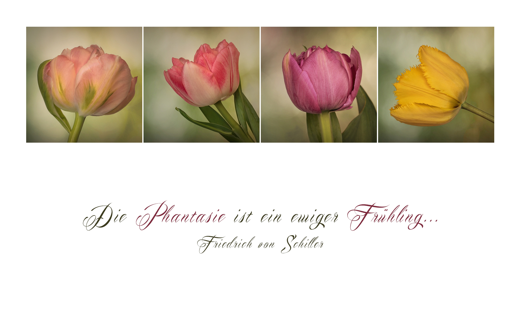 Tulpen - tulips - tulipes - tulipani...