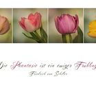 Tulpen - tulips - tulipes - tulipani...