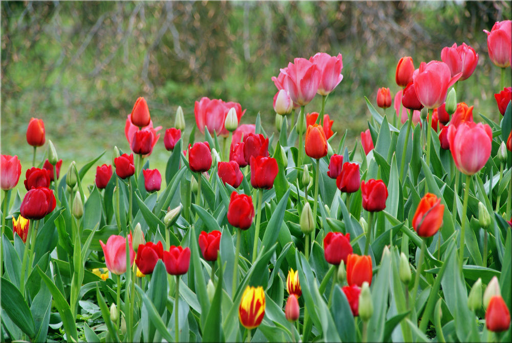 Tulpen, Tulpen