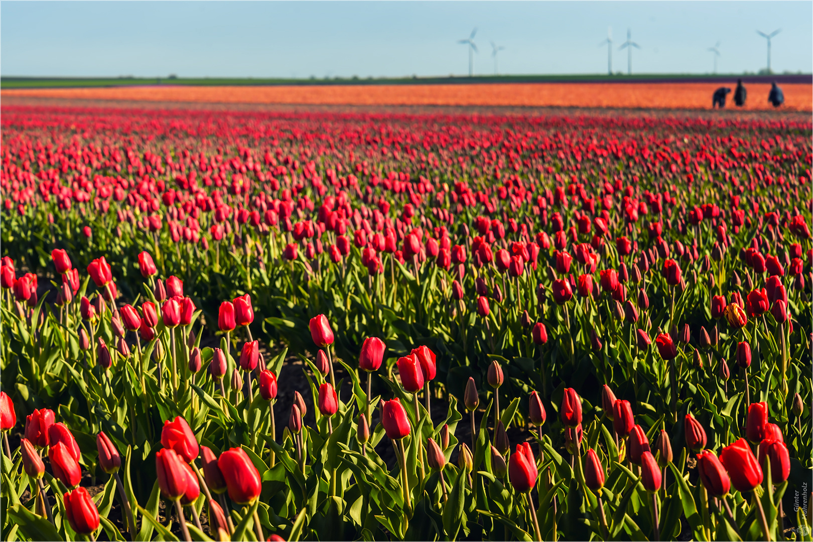 Tulpen, Tulpen