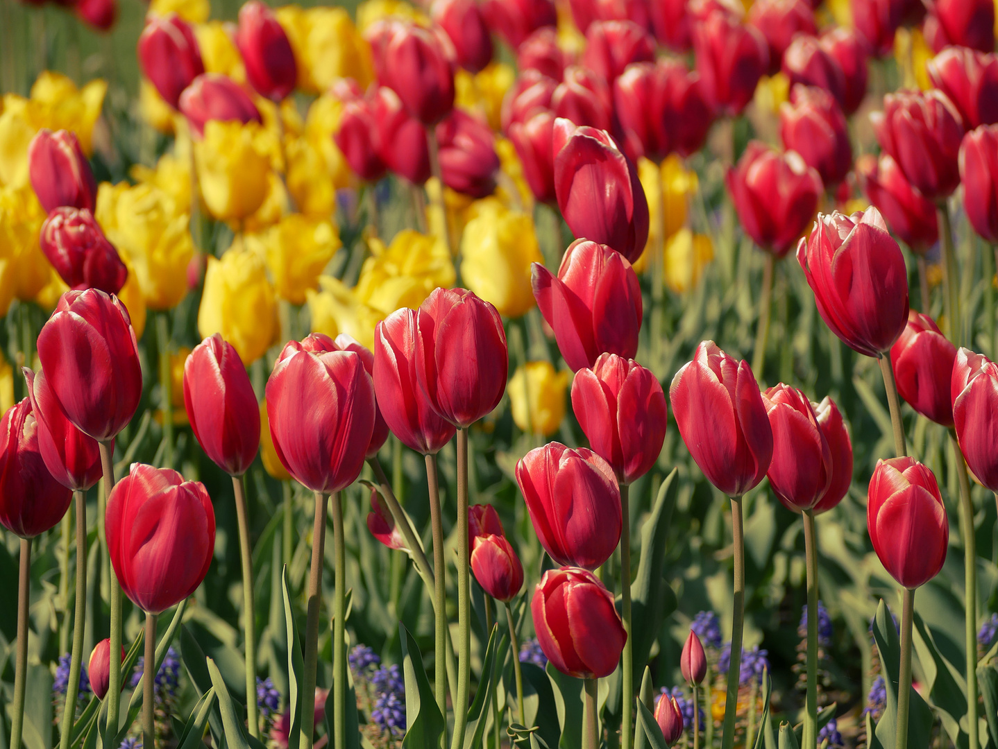 Tulpen, Tulpen, Tulpen...