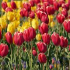 Tulpen, Tulpen, Tulpen...