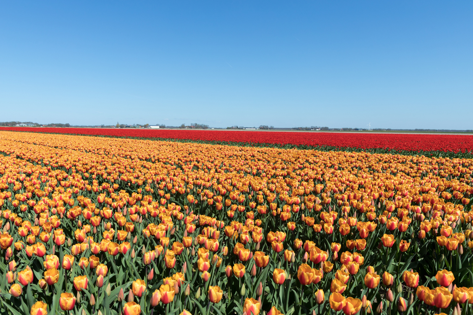 Tulpen, Tulpen und Tulpen