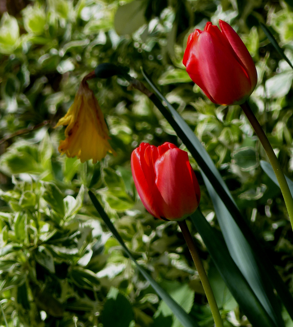 Tulpen (Tulpia)