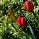 Tulpen (Tulpia)