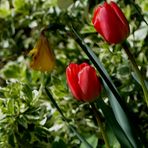 Tulpen (Tulpia)