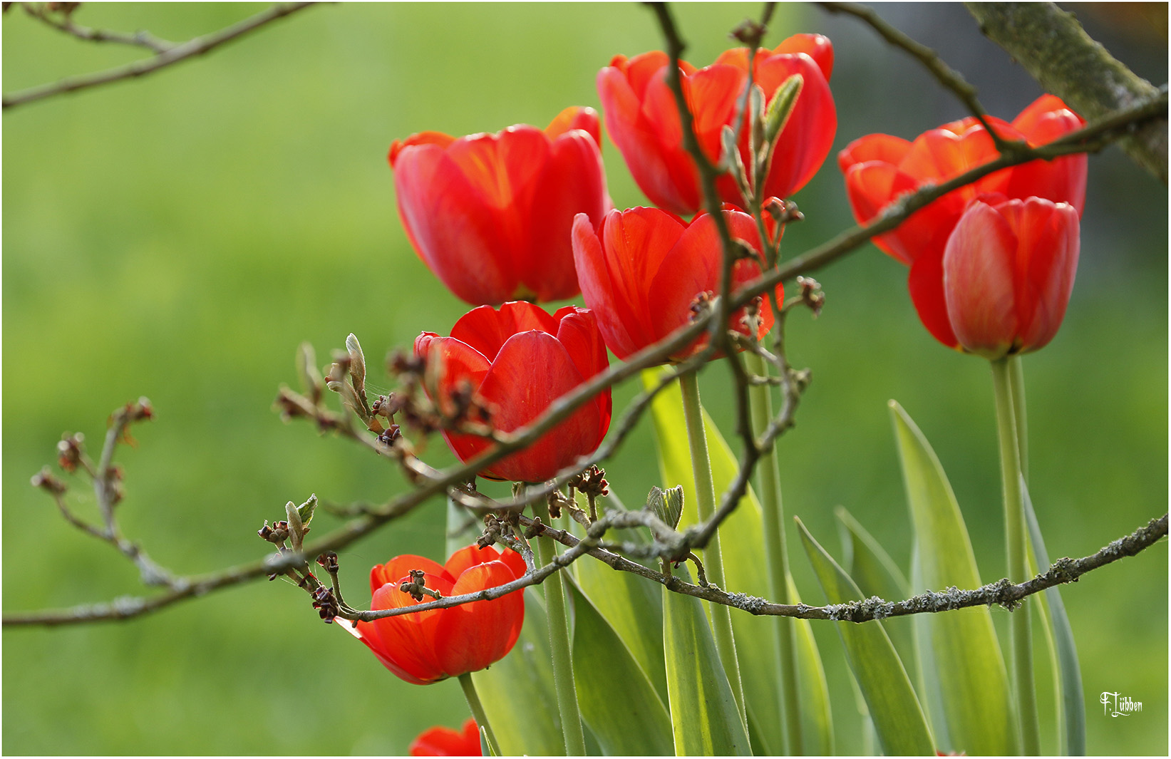 Tulpen überall 