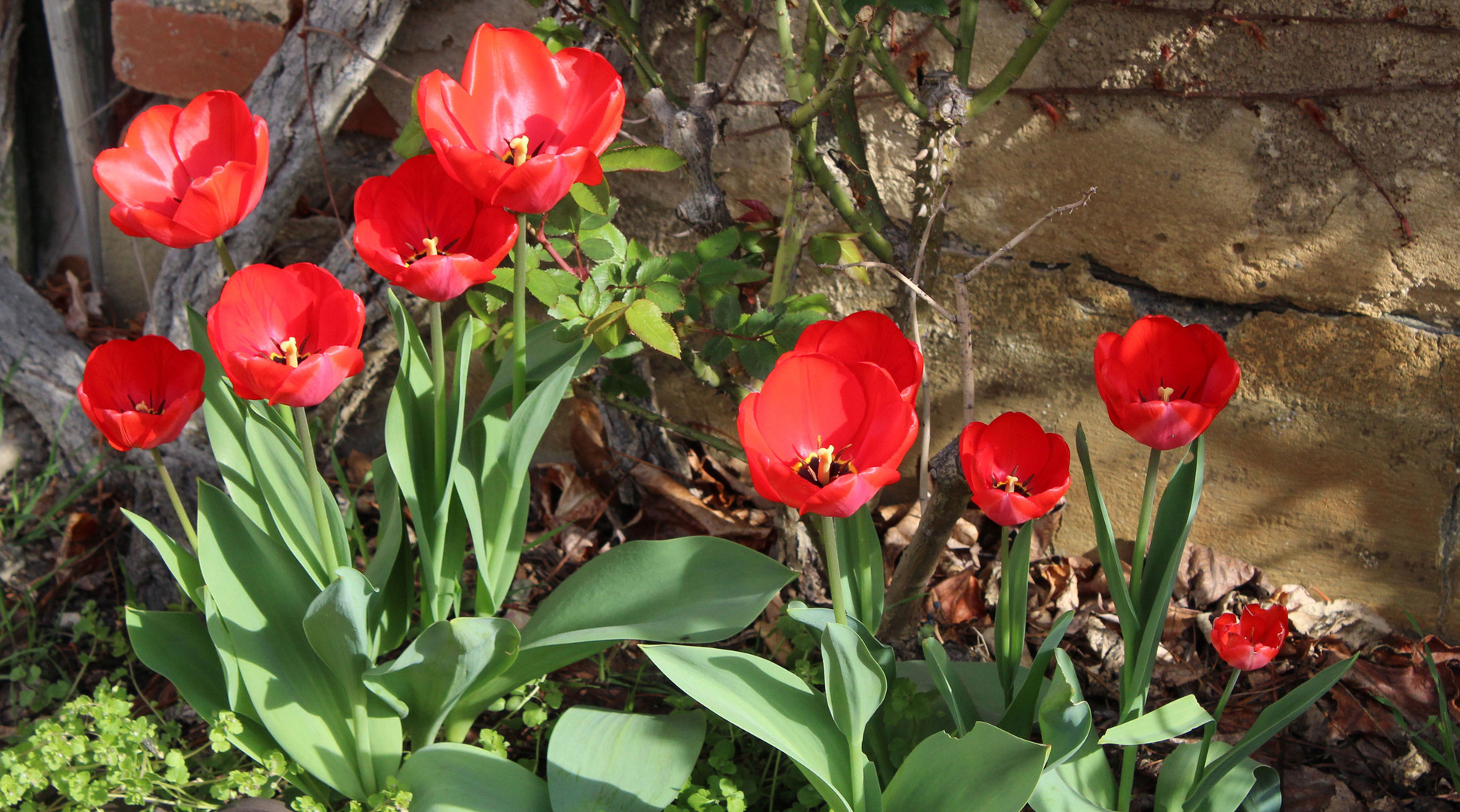 Tulpen überall - hier neben der Garage