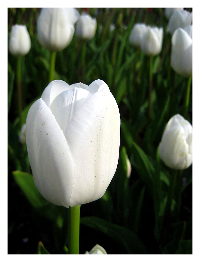 Tulpen uit Amsterdam