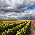 Tulpen und Aprilwetter