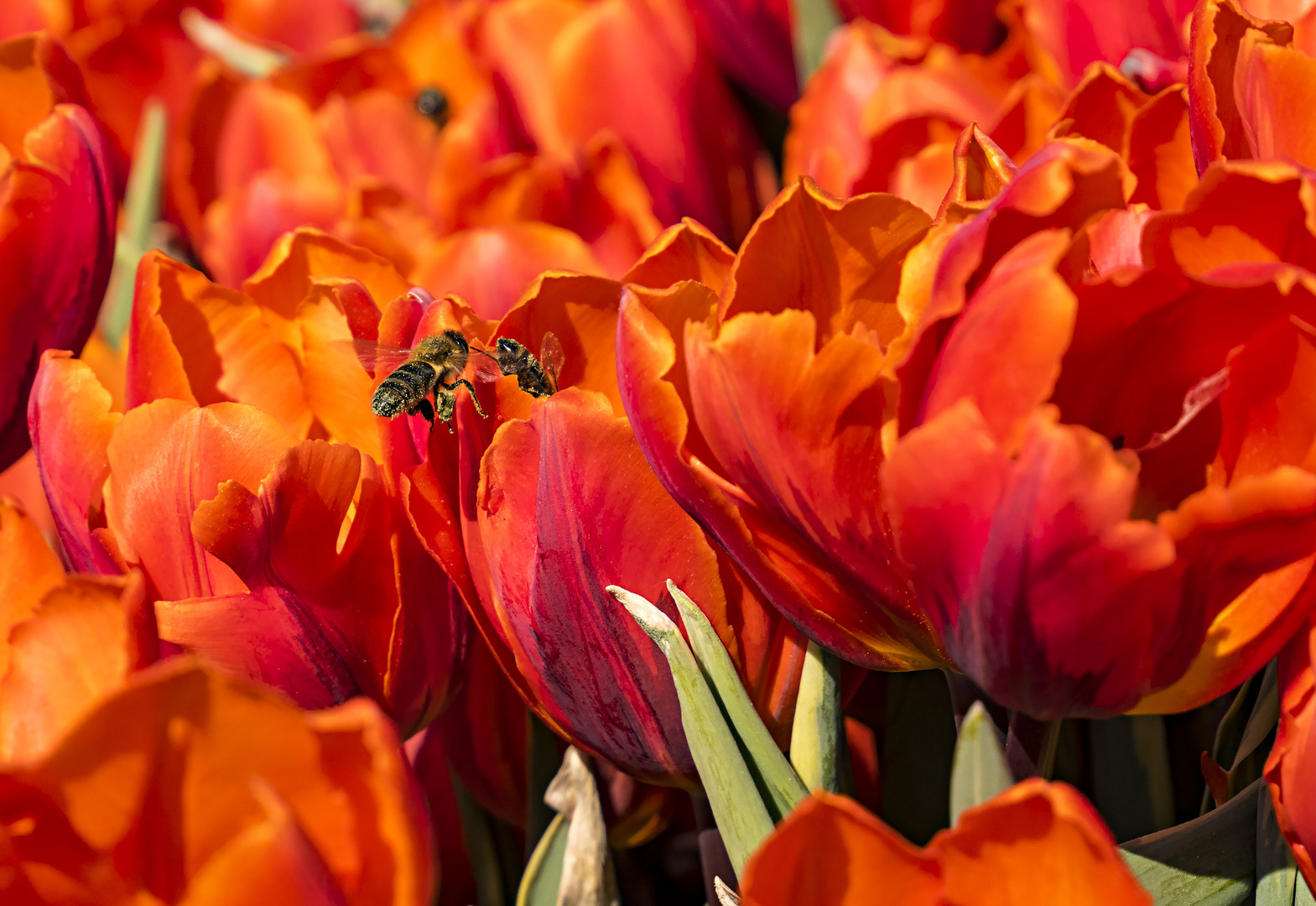 Tulpen und Bienen