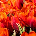 Tulpen und Bienen