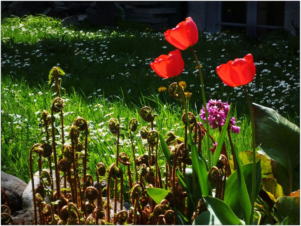 Tulpen und Farne ... in der Frühlingssonne.