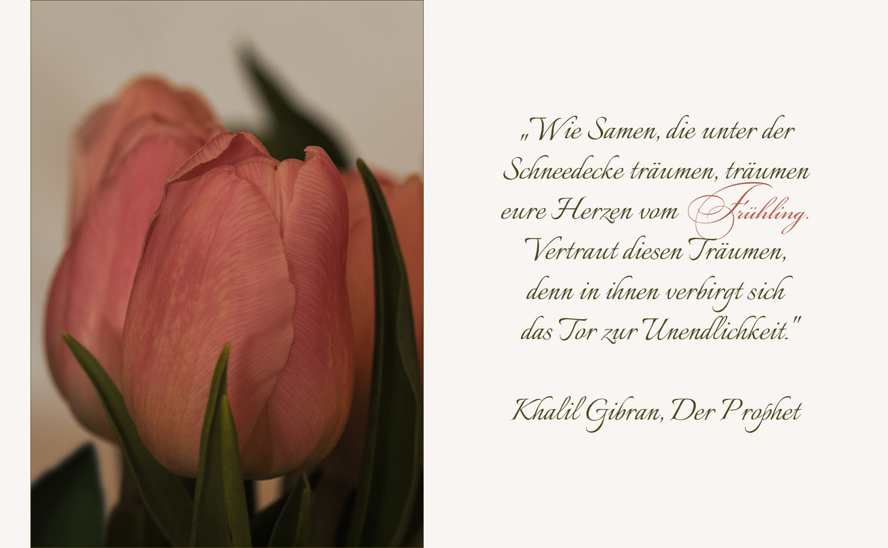 Tulpen und Gibran...