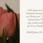 Tulpen und Gibran...