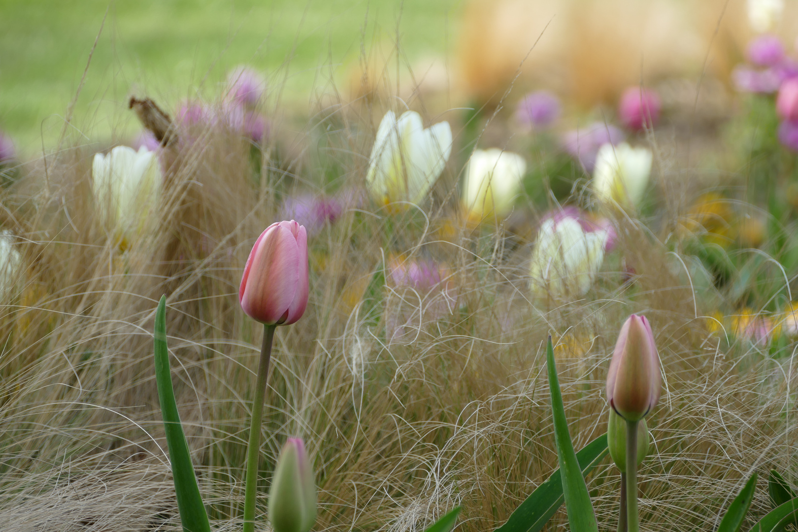 Tulpen und Gräser