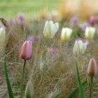 Tulpen und Gräser