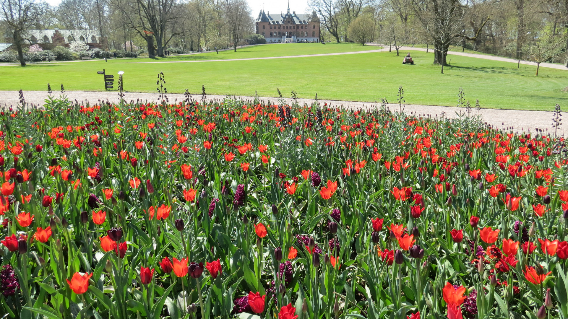 Tulpen und Hyazinthen