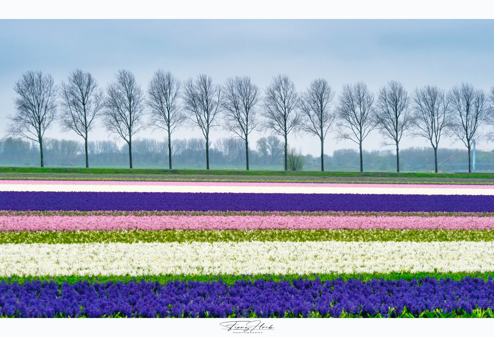 Tulpen und Hyazinthenblüte in Holland 